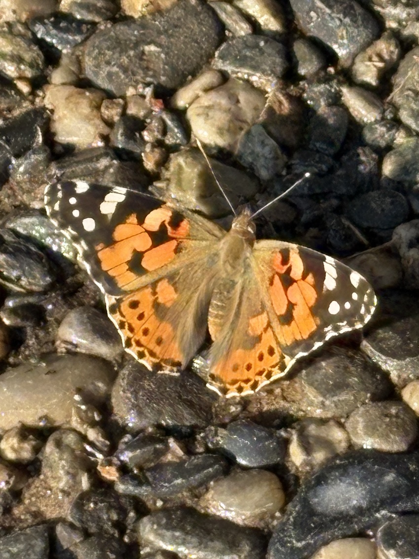 chronique de la nature, Momo le papillon