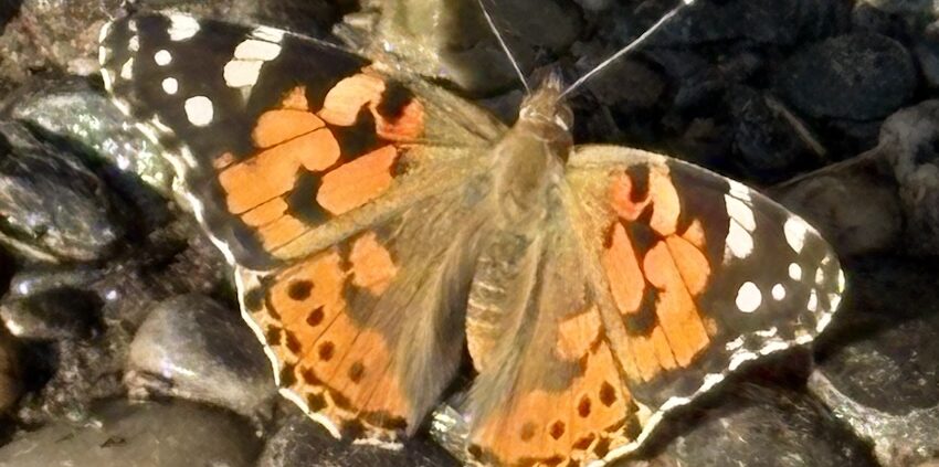 chronique de la nature, Momo le papillon